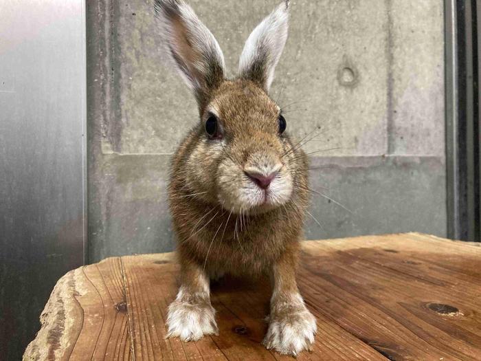 雑草ハンター降臨~後編~1