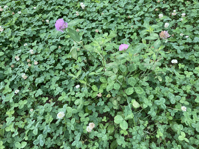 雑草ハンター降臨~後編~4