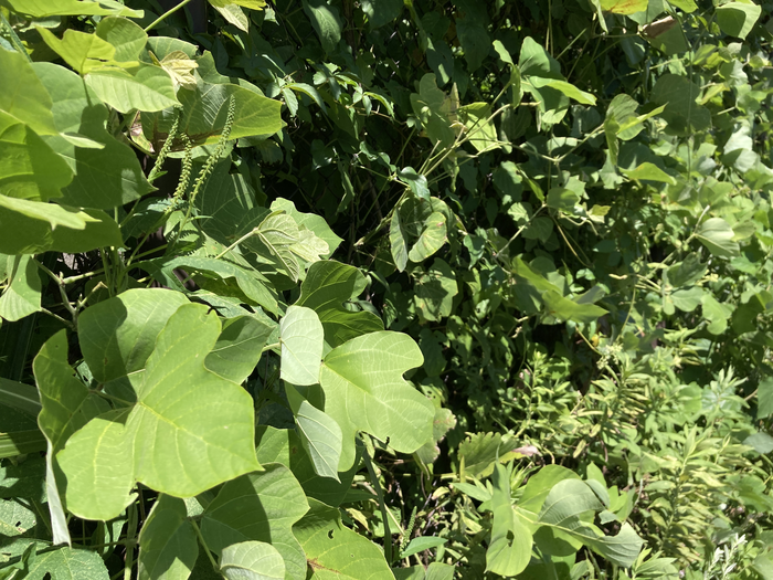 雑草ハンター降臨~後編~6