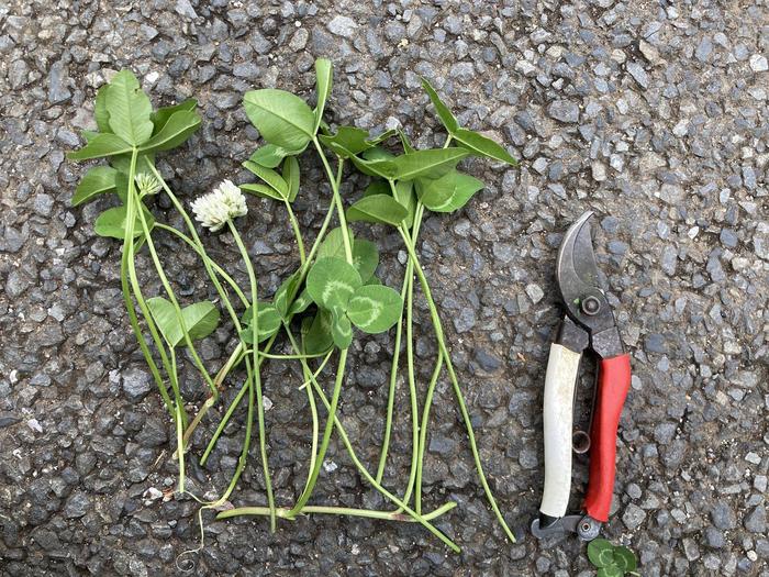 雑草ハンター降臨~後編~3