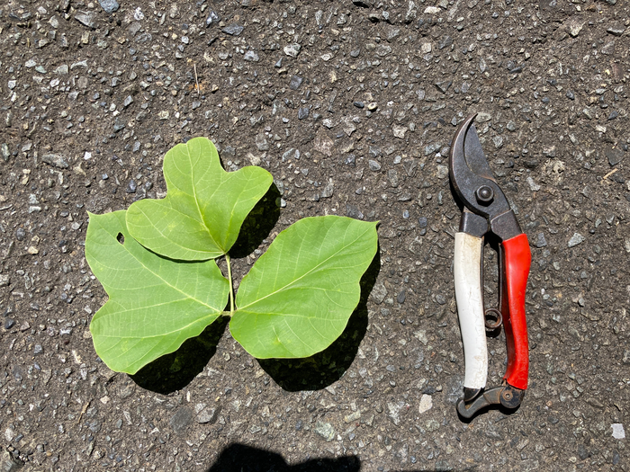 雑草ハンター降臨~後編~7