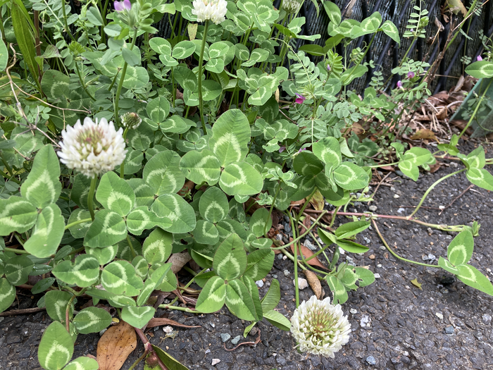 雑草ハンター降臨2