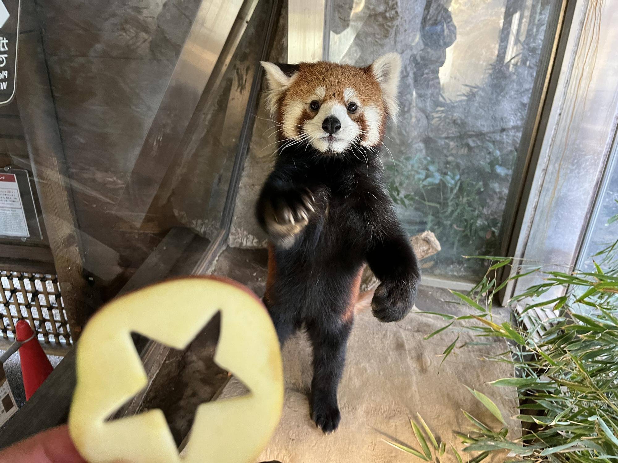 星形リンゴを受け取るレッサーパンダのキントキ.jpg