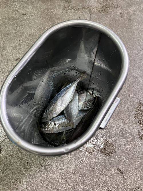 お魚バケットアジ入り.jpg