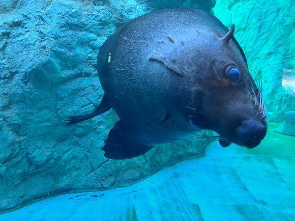 東京・横浜ベストスポット '07 (マップルマガジン) 昭文社 よこはま動物園ズ 東京・横浜ベストスポット '07 (マップルマガジン) 昭文社
