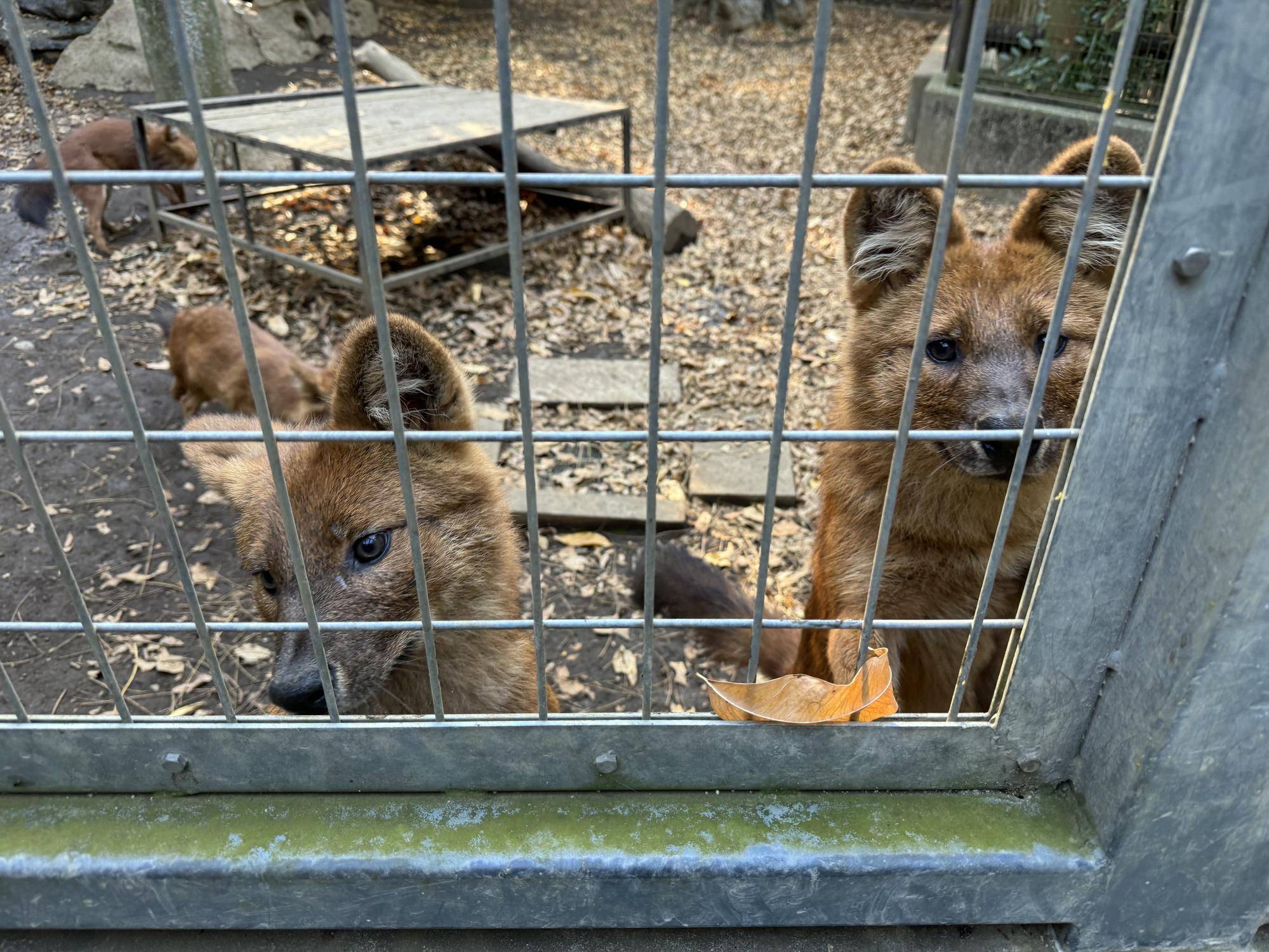 たったどし☆*+。|飼育日誌｜ブログ|よこはま動物園ズーラシア