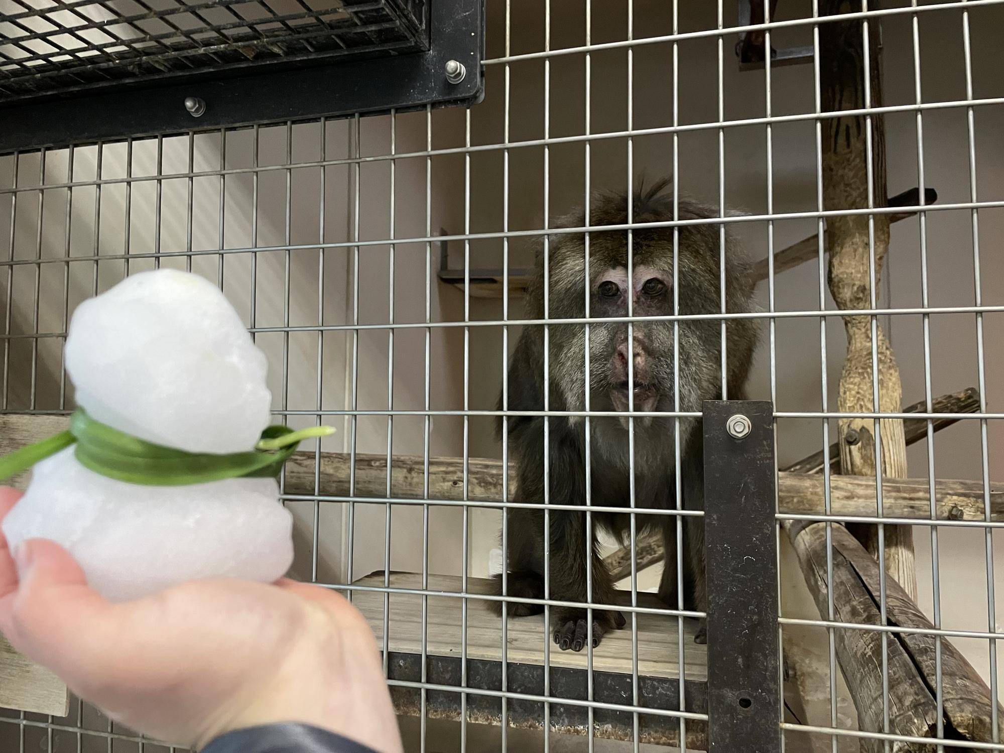 ワカメと雪だるま|飼育日誌｜ブログ|よこはま動物園ズーラシア