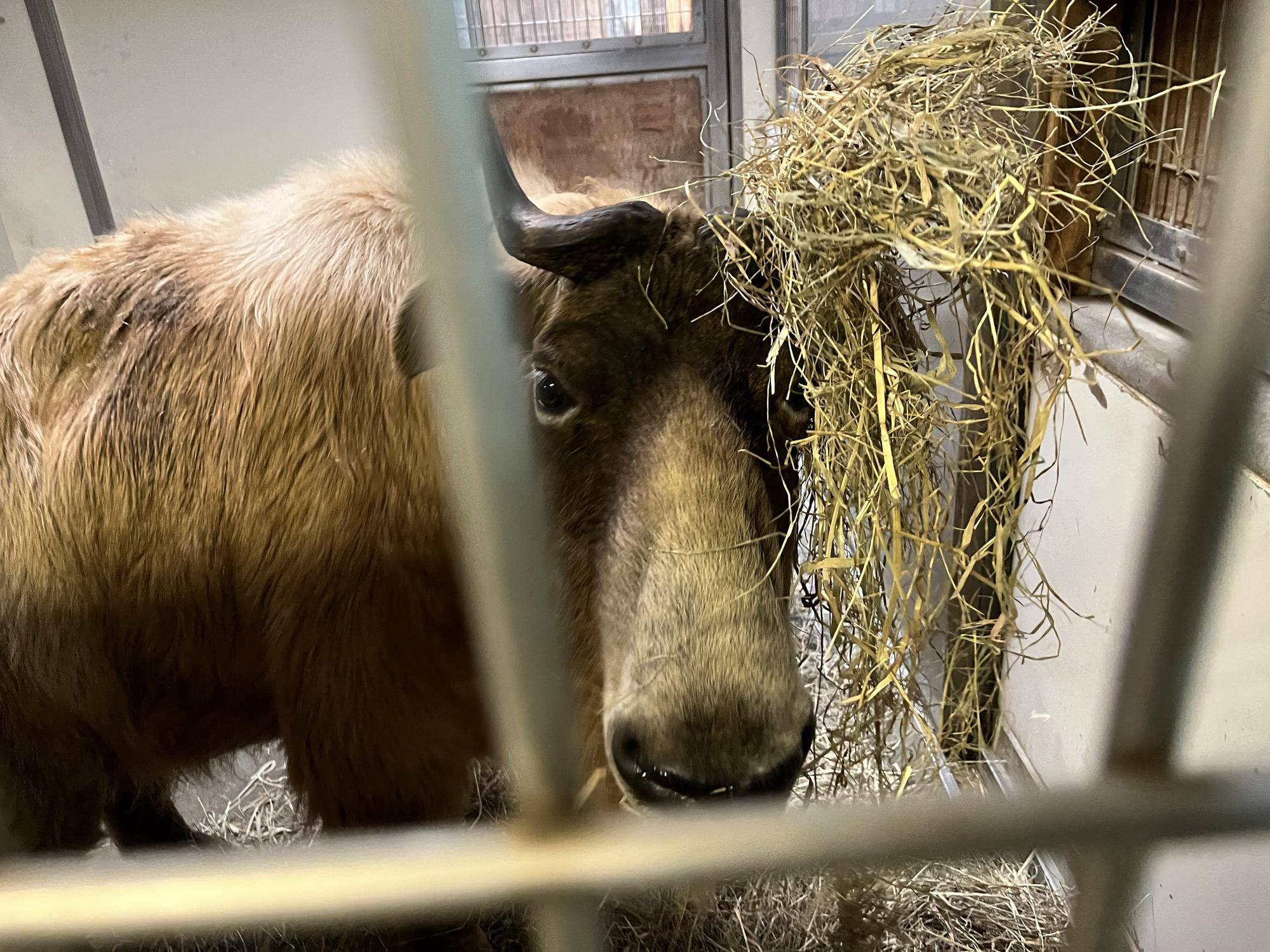 ツノに乾草が引っ掛かっている②.jpg