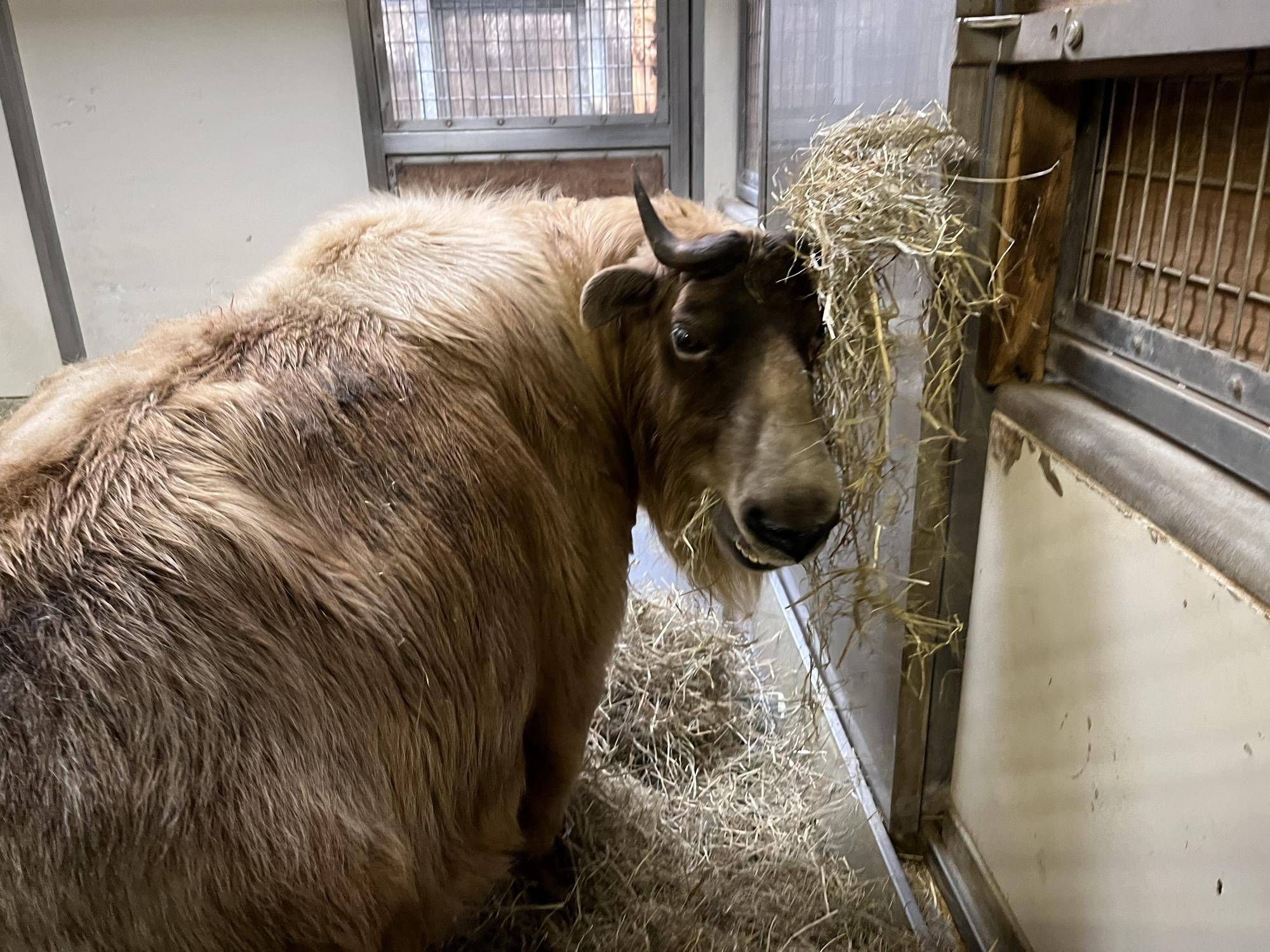 ツノに乾草が引っ掛かっている①.jpg