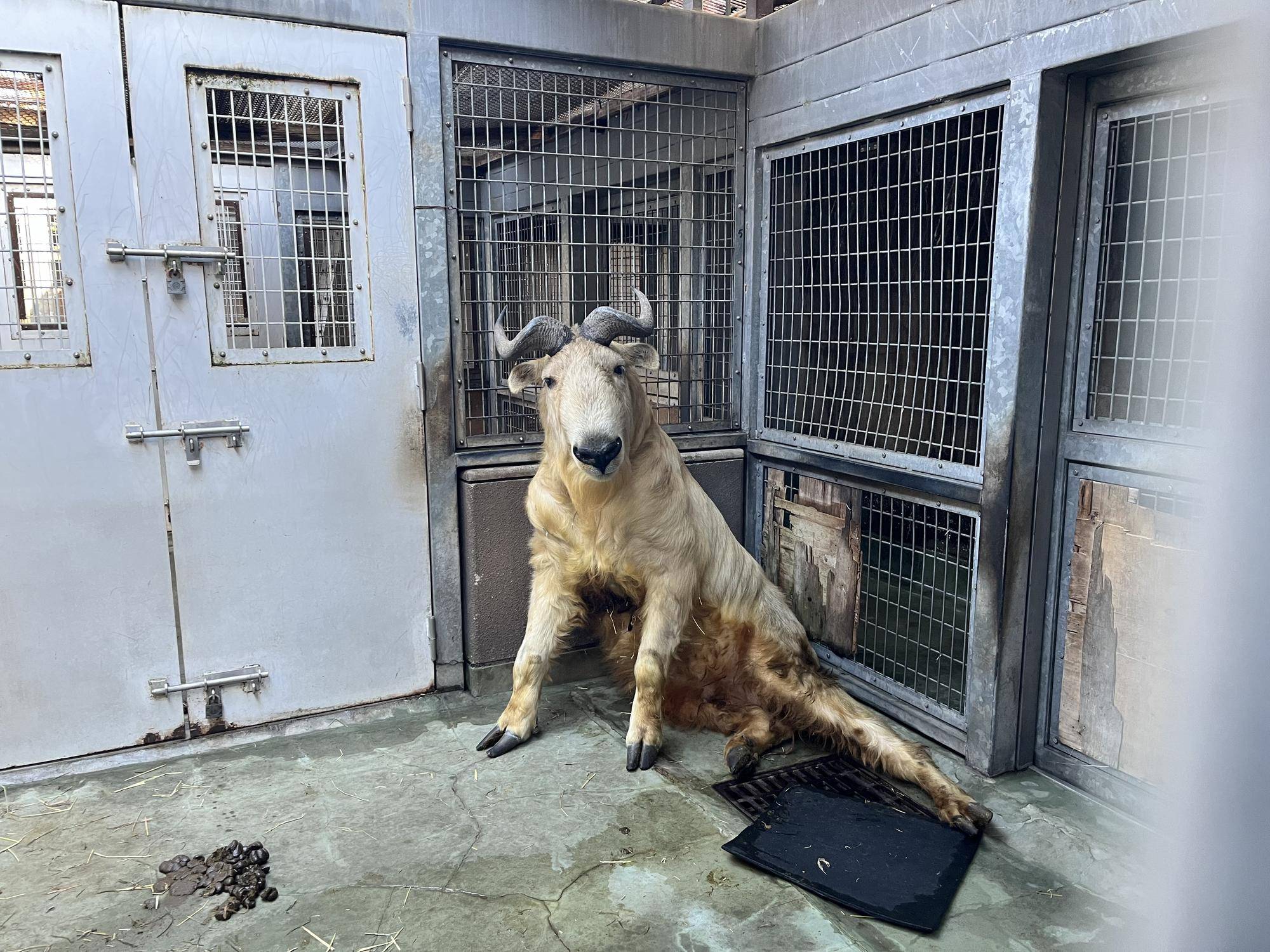 ファルコ (2).jpg