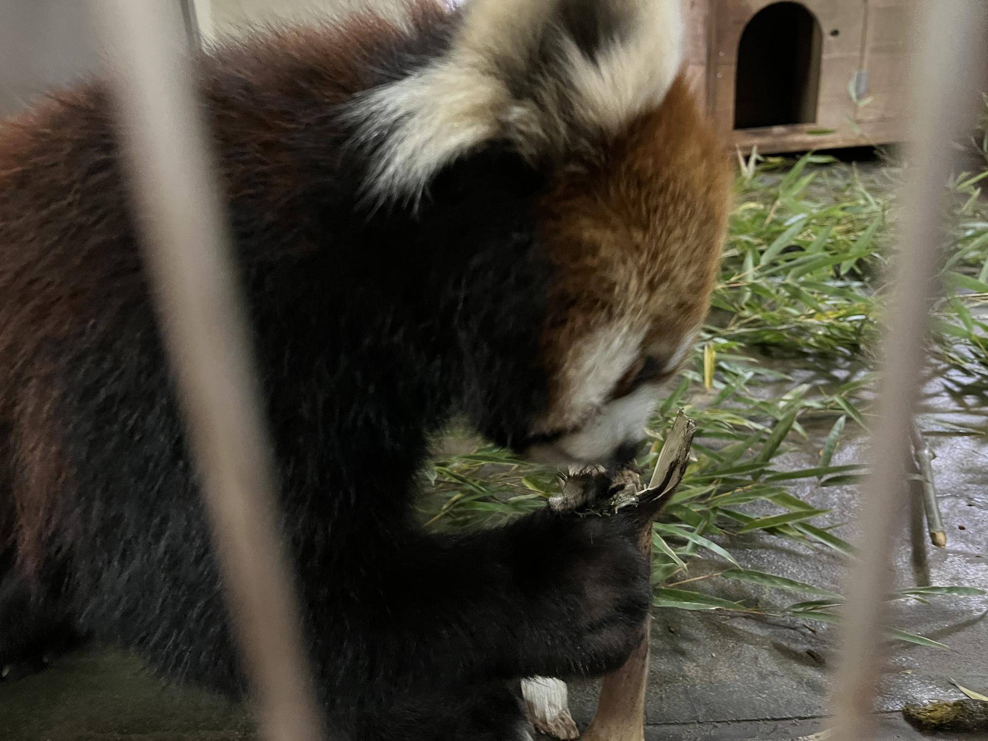 タケノコをつかむまめ.jpg