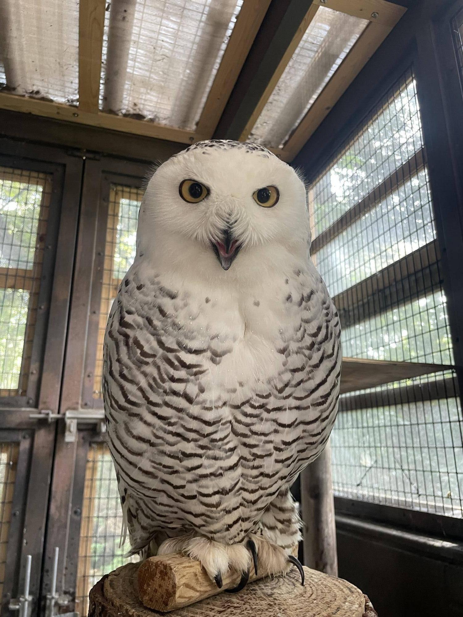 口を開けながらこちらを見るユキ