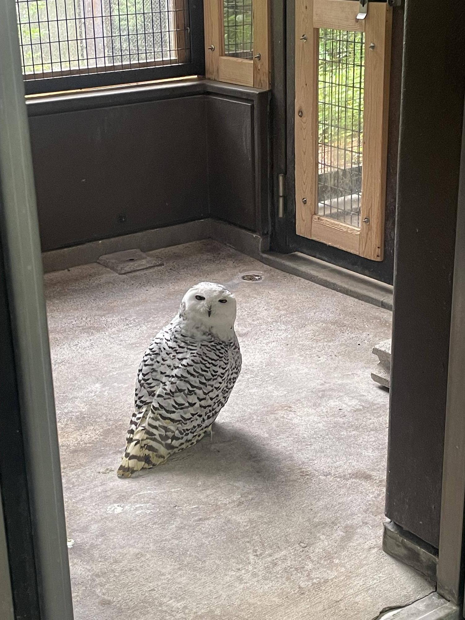 寝室で飼育員をみるなんともいえない表情のユキ