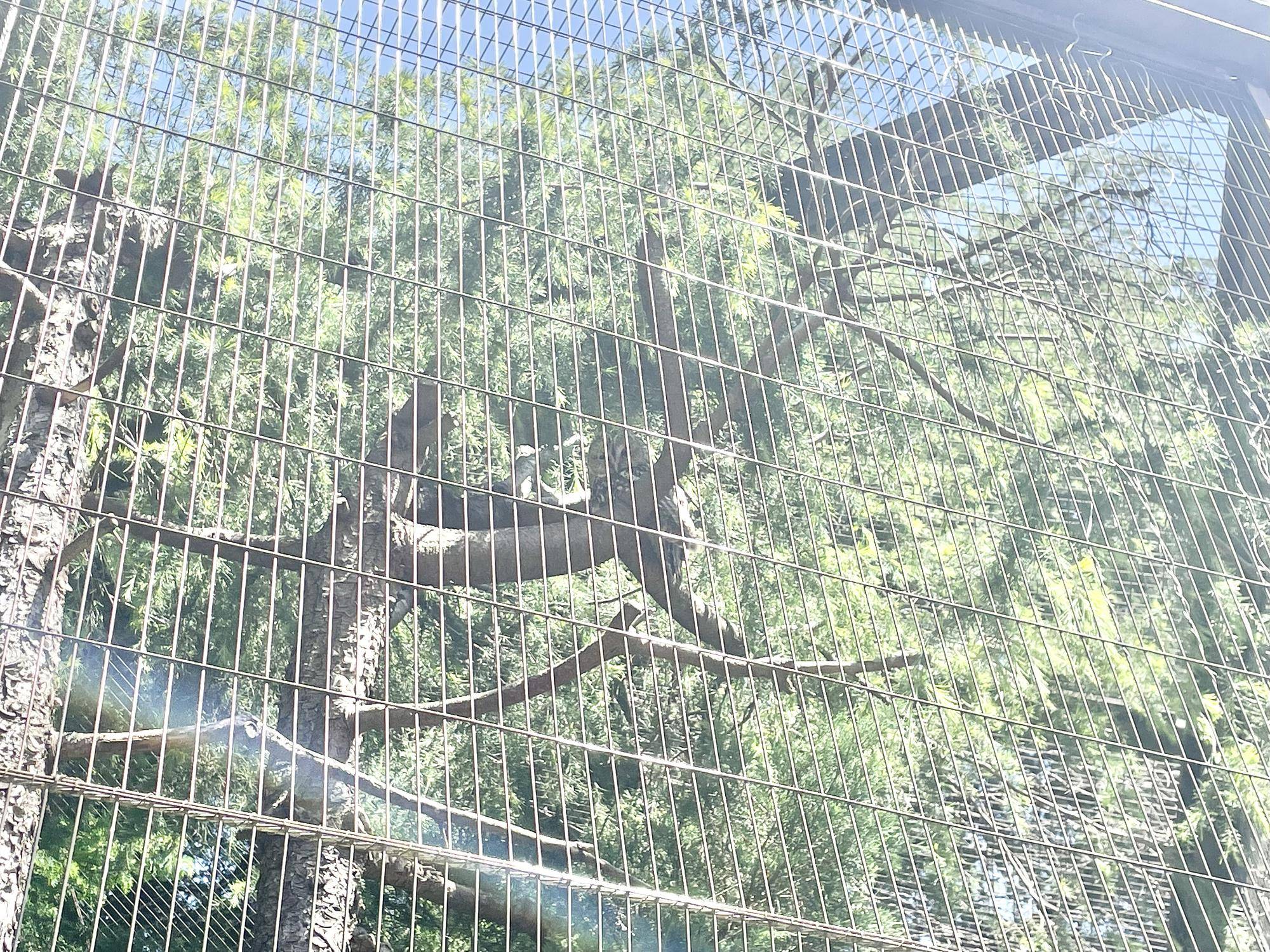 園路からみたフクロウ展示場