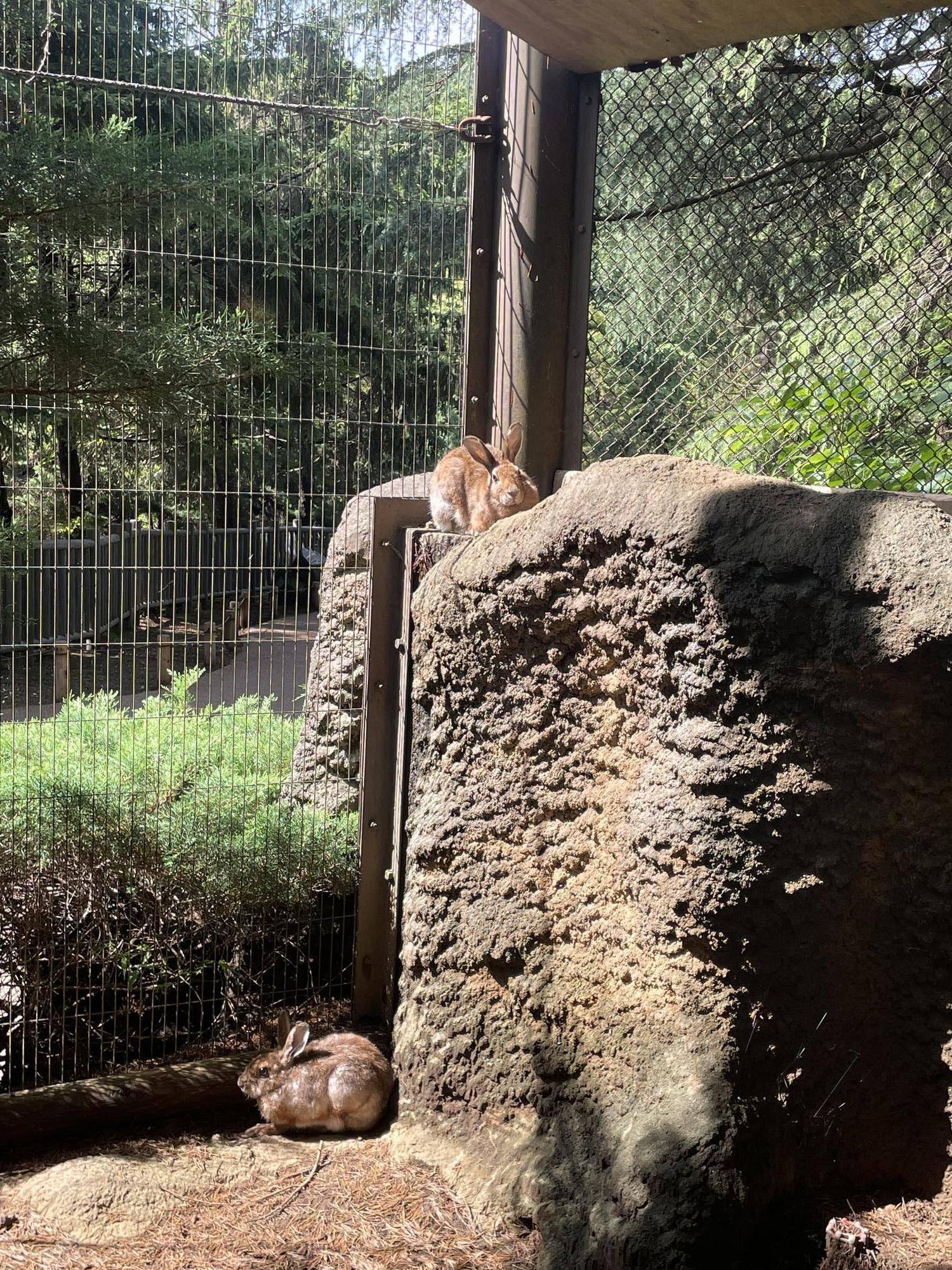 トウホクノウサギの双子、展示場の様子