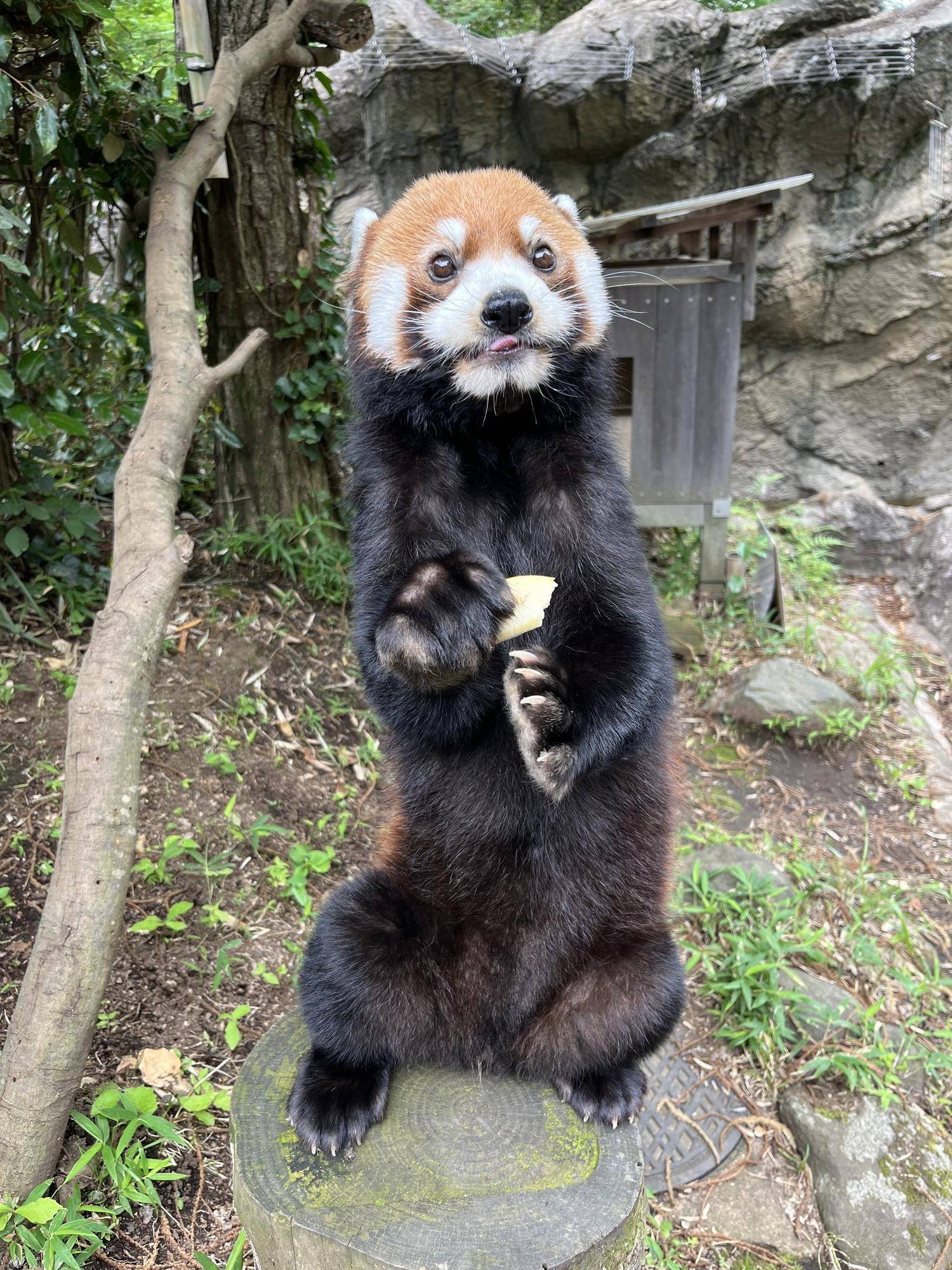 レッサーパンダ 碧 on X: 