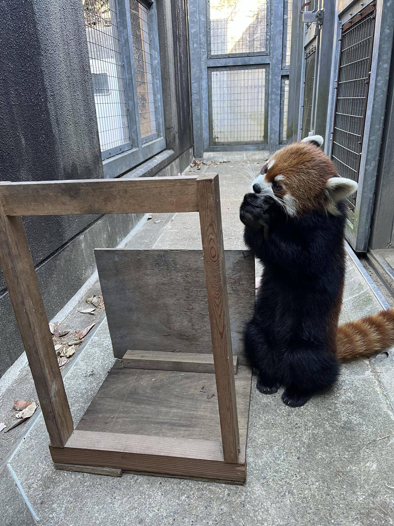 ヒナギク (3).jpg