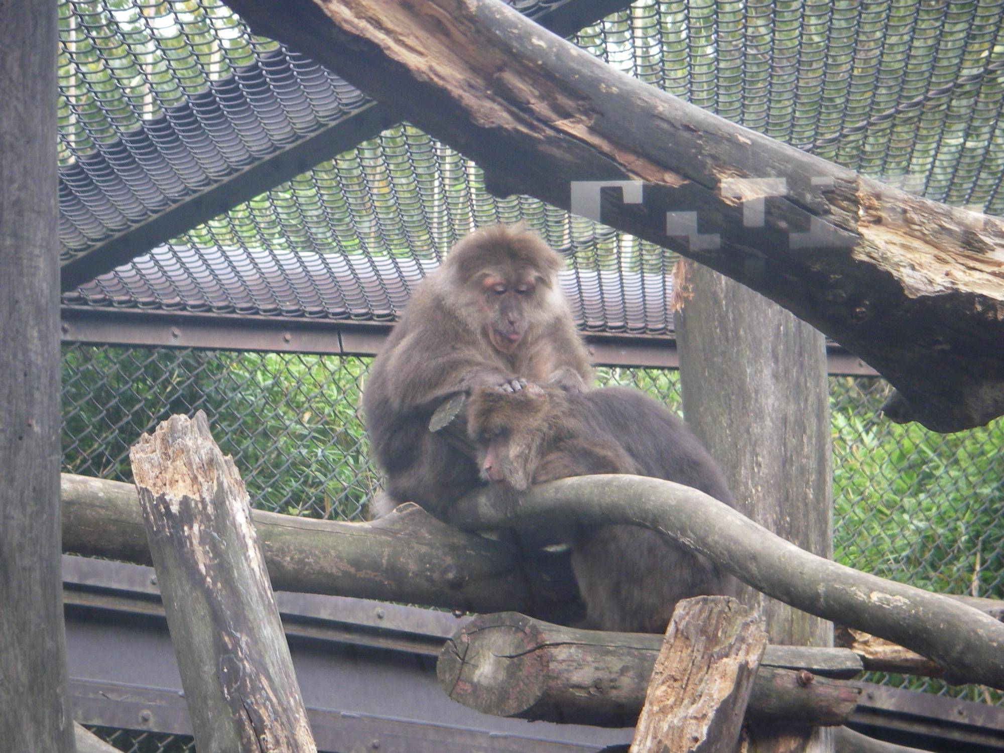 ｽﾞｰﾗｼｱ2007-10-30_№ (210).jpg