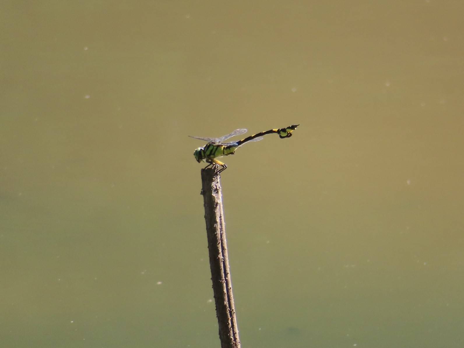 20240730ころころ池 (2) (002).jpg