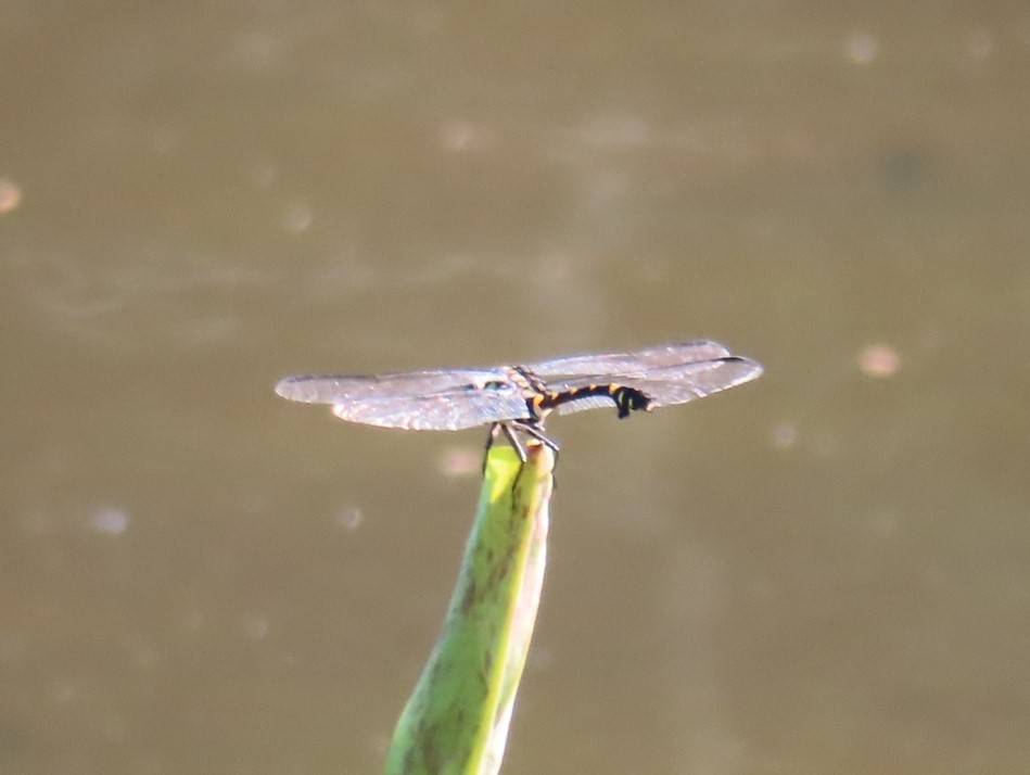 20240723ころころ池 (002).jpg