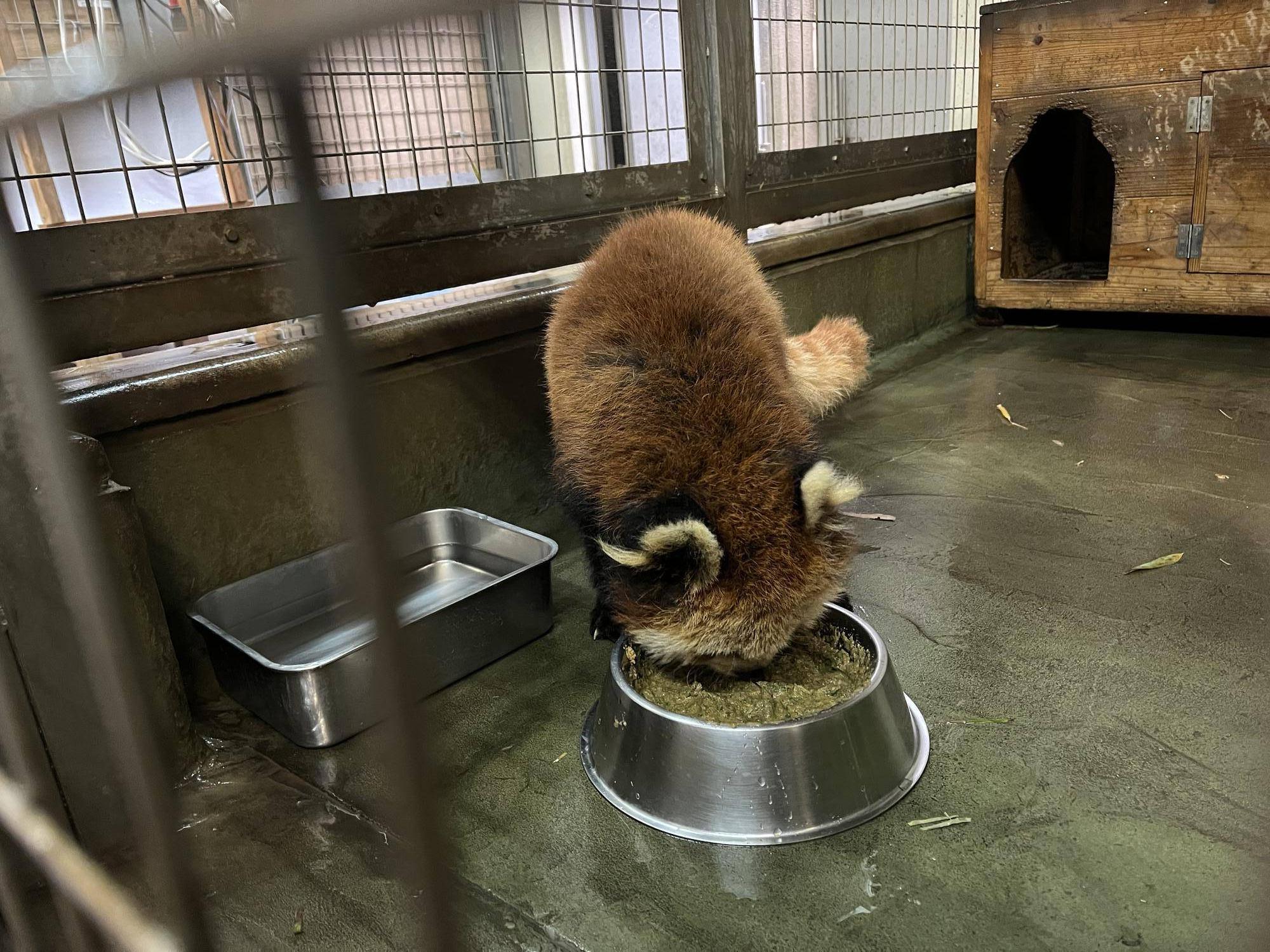 ララ 朝餌タイム.jpg