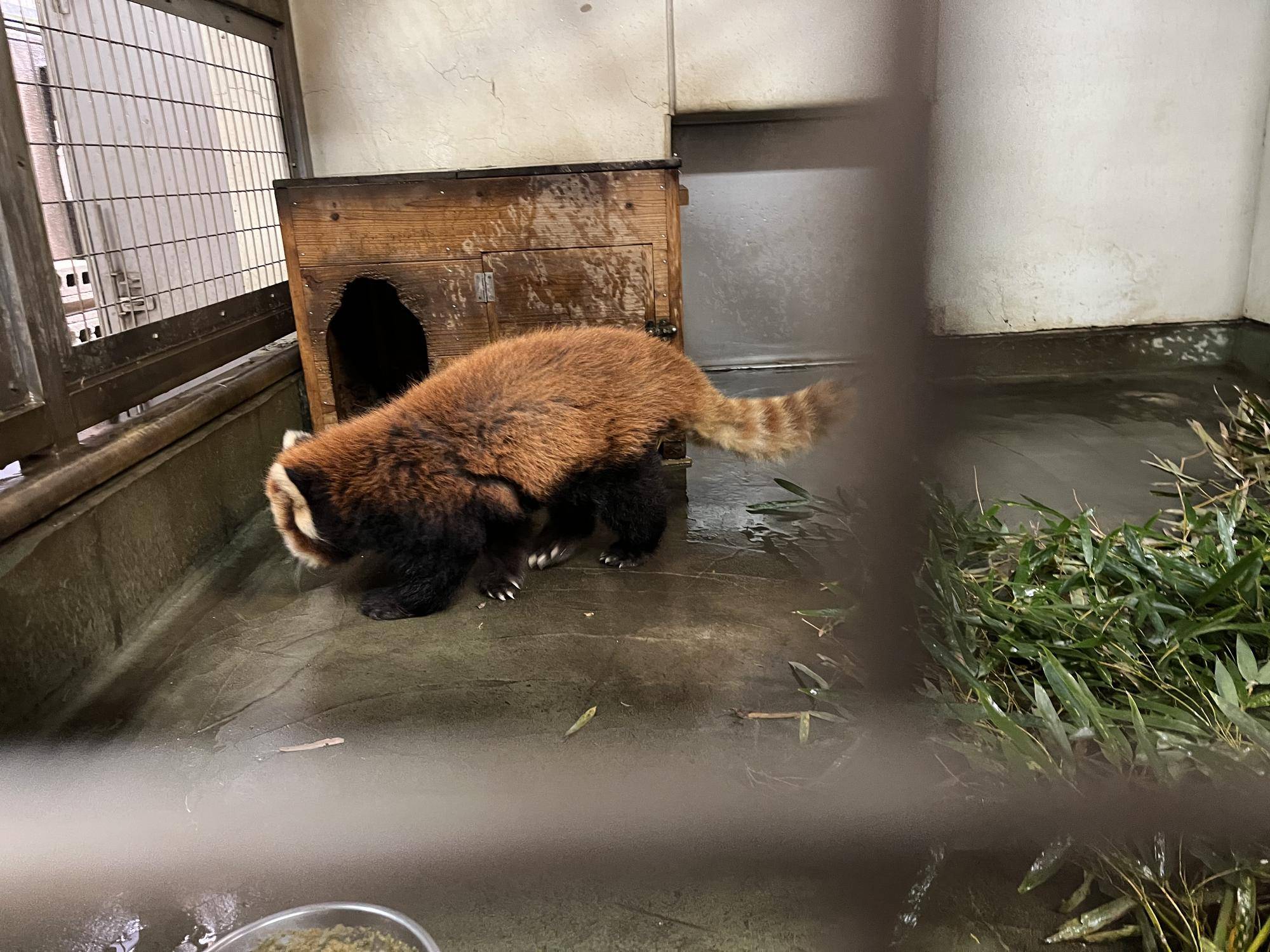 ララ 寝室散策中 2.jpg