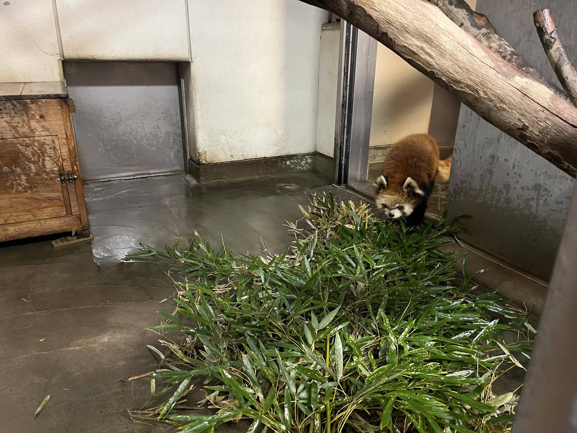 ララ 寝室移動中2.jpg