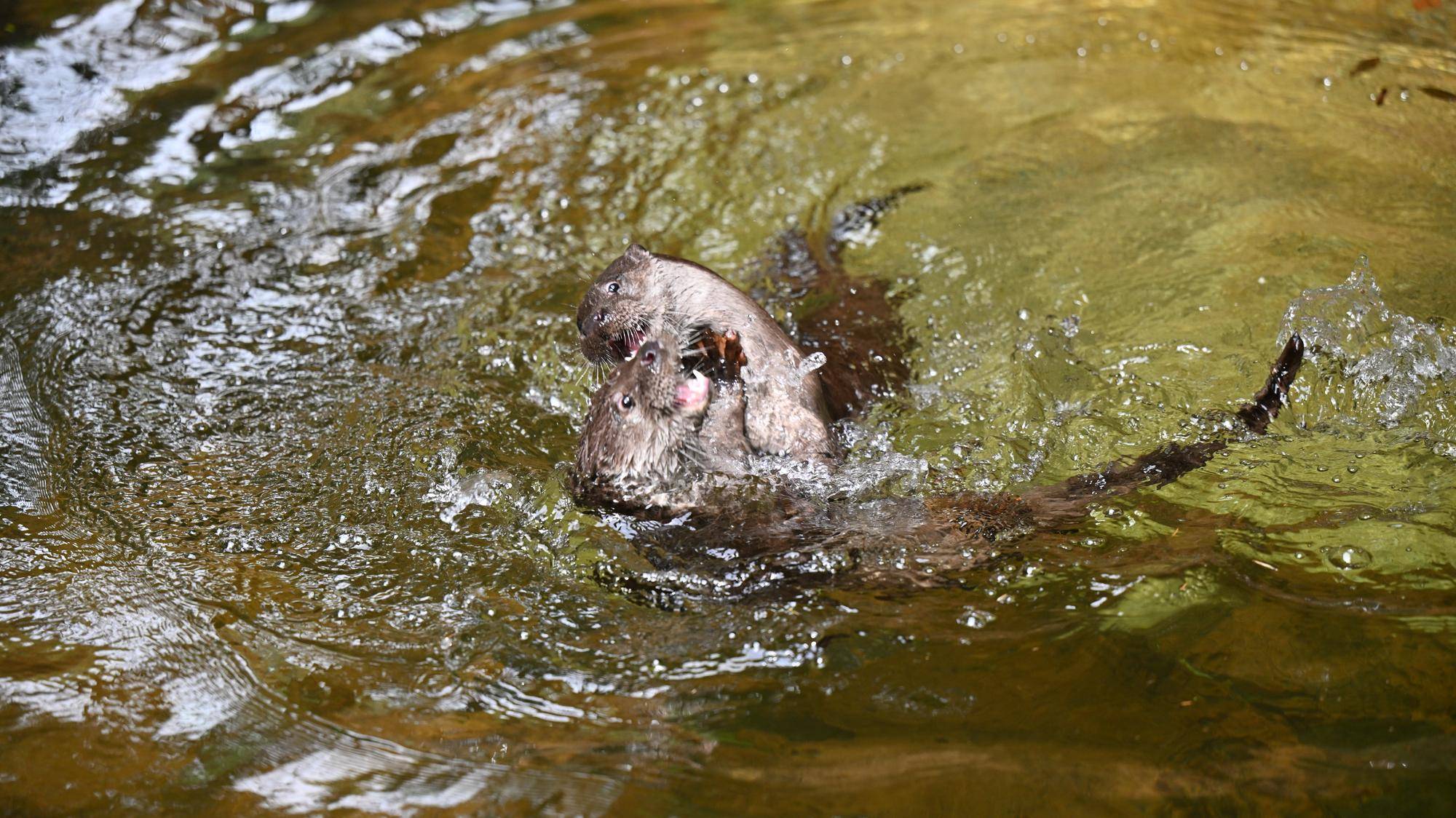 カワウソ１.jpg