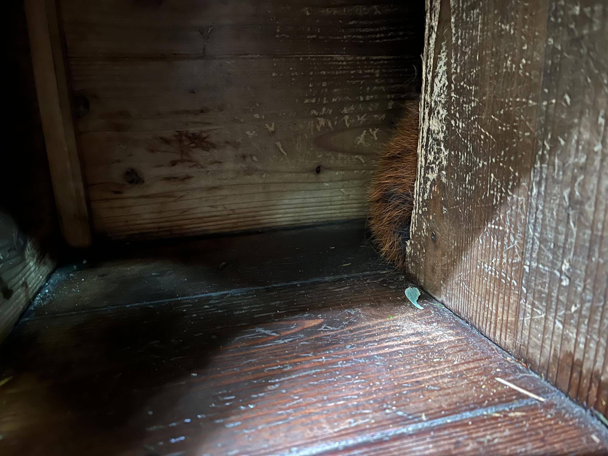 ララ 尻尾が見えた.jpg