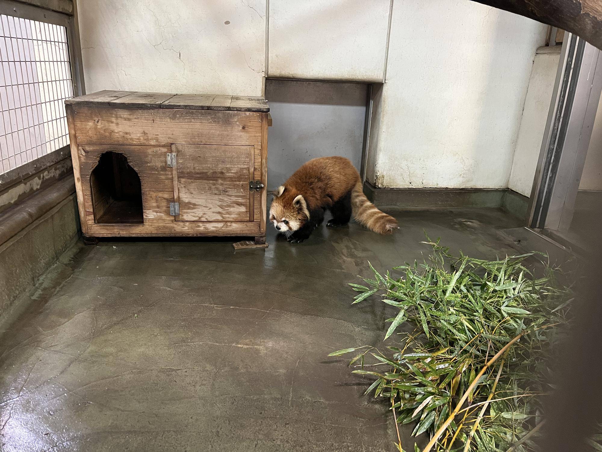 ララ 寝室散策中 1.jpg