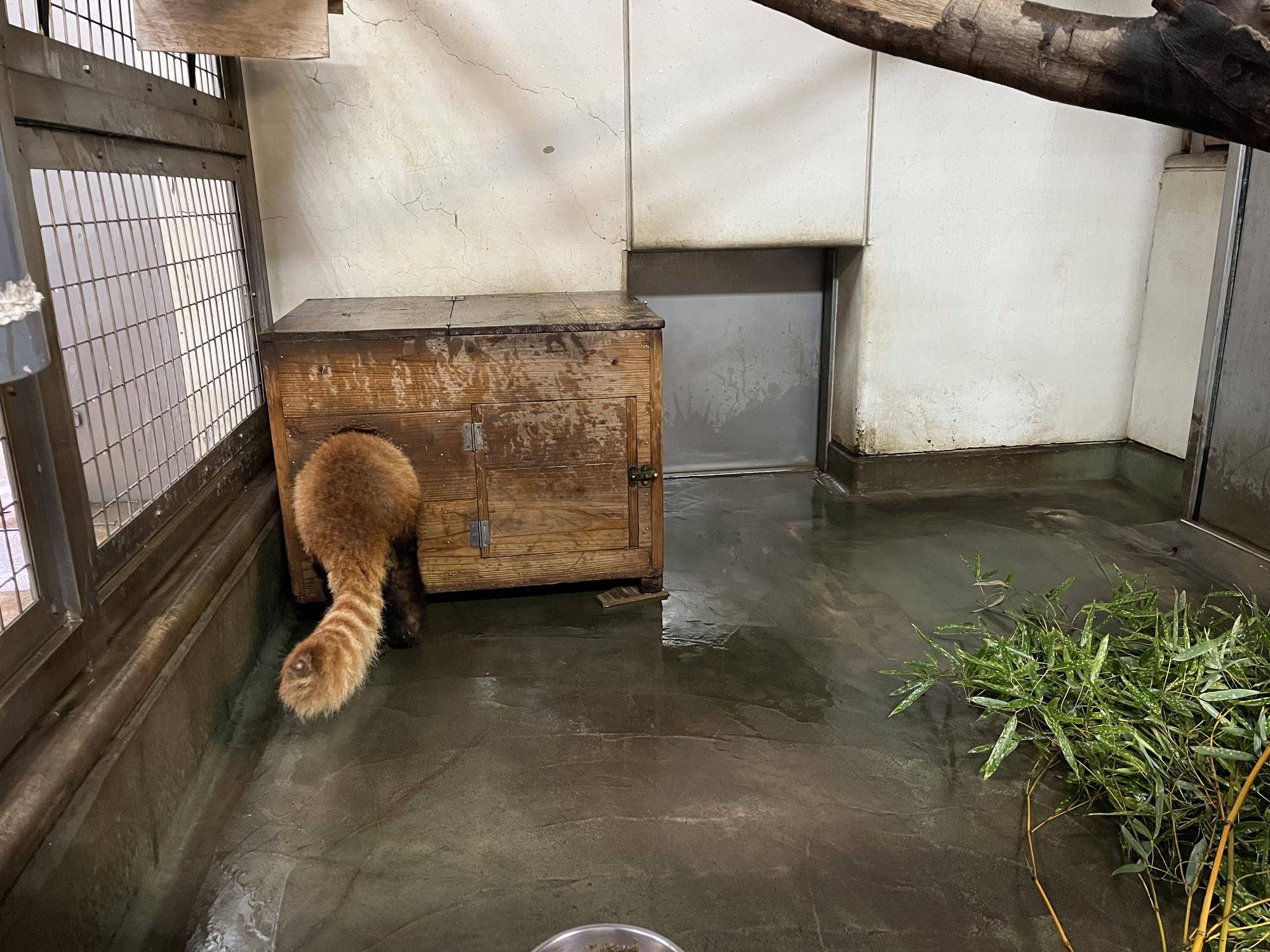 ララ 寝室散策中.jpg