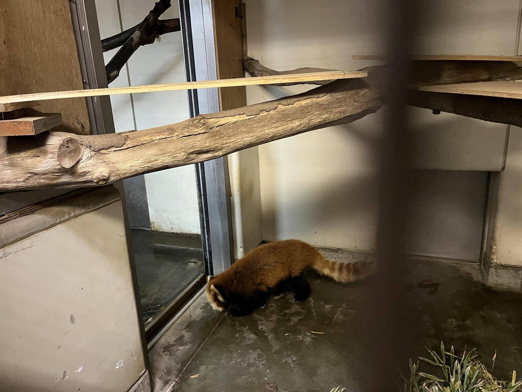 ララ 寝室移動中.jpg