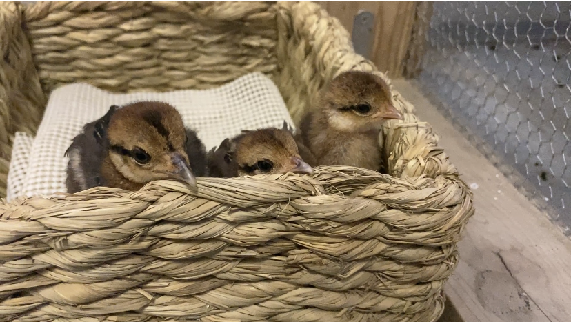 初めて3羽目のヒナも一緒に.png