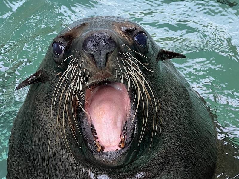 ミナミアフリカオットセイのハジメ