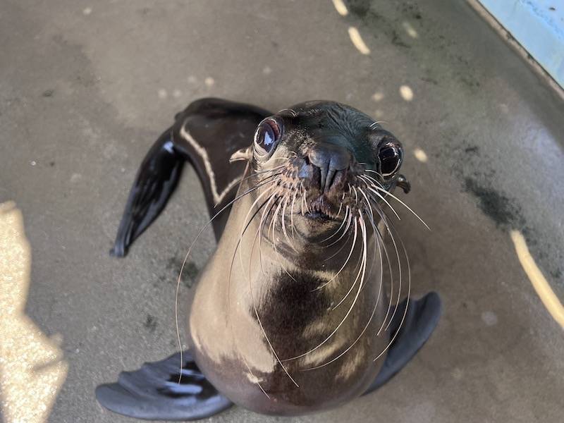 ミナミアフリカオットセイのワン