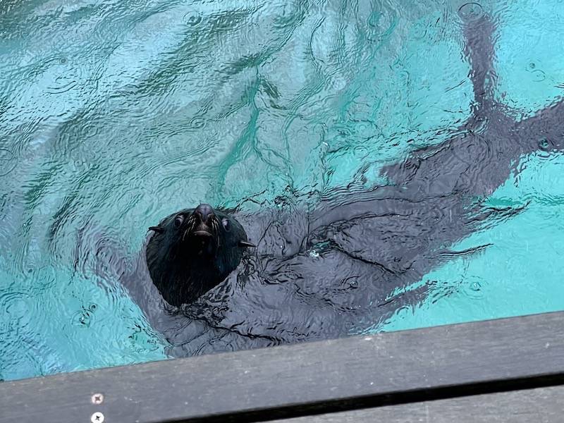 ミナミアフリカオットセイ