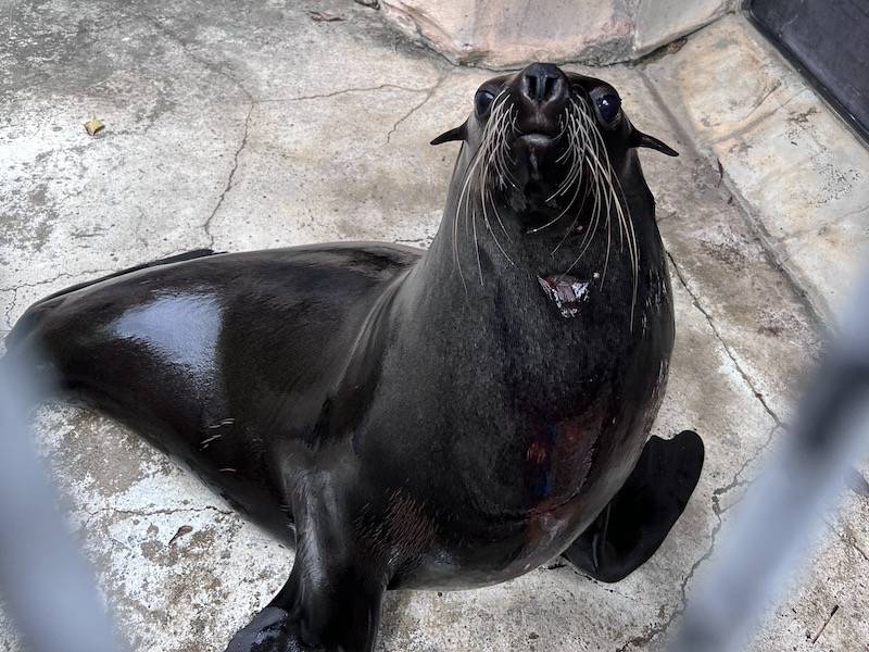 ミナミアフリカオットセイのハッピー