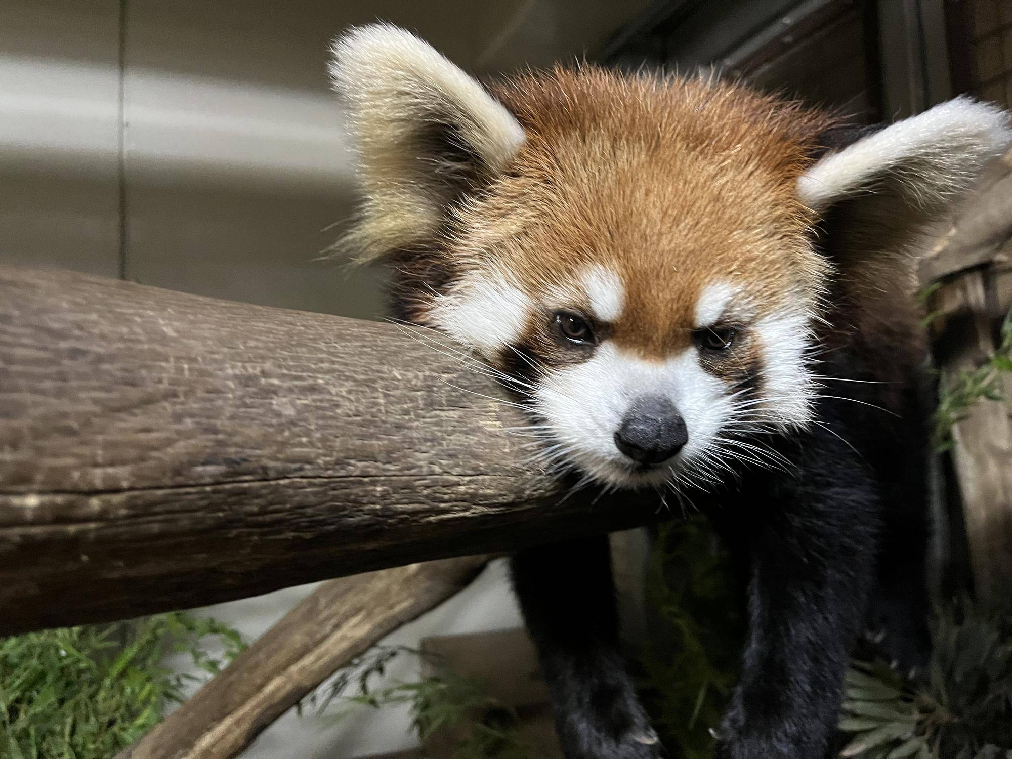 キク 消灯前.jpg