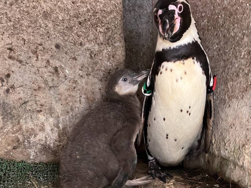 フンボルトペンギン44日齢