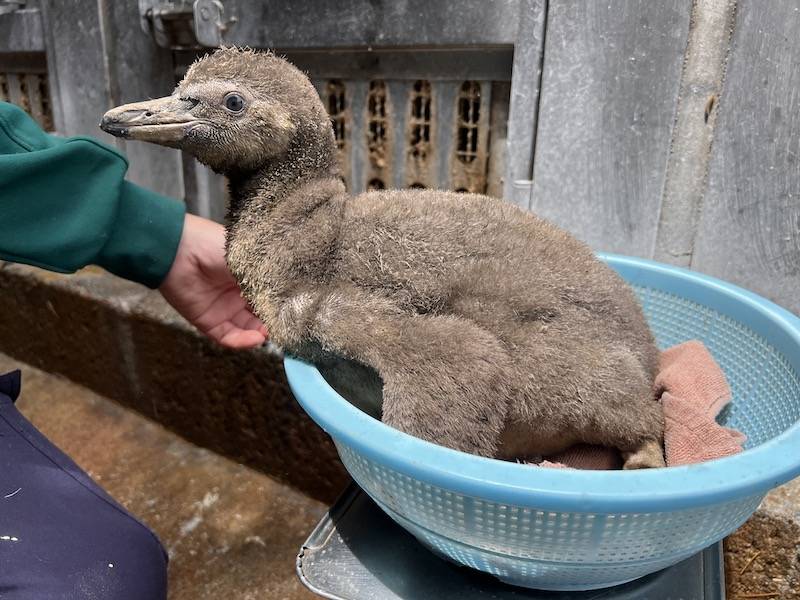 フンボルトペンギン42日齢