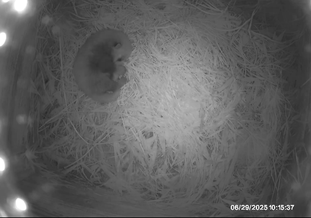 6.29 パンダの赤ちゃん 自然.png