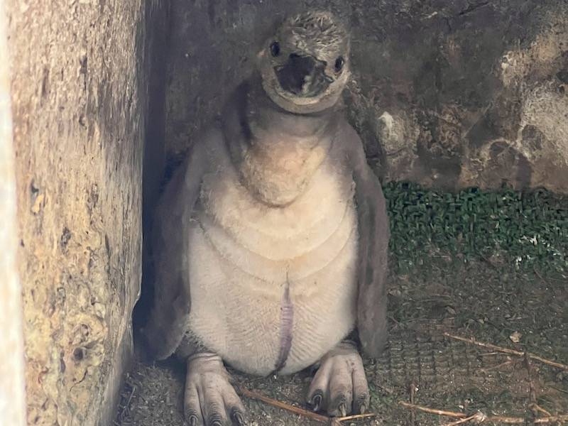 フンボルトペンギン30日齢