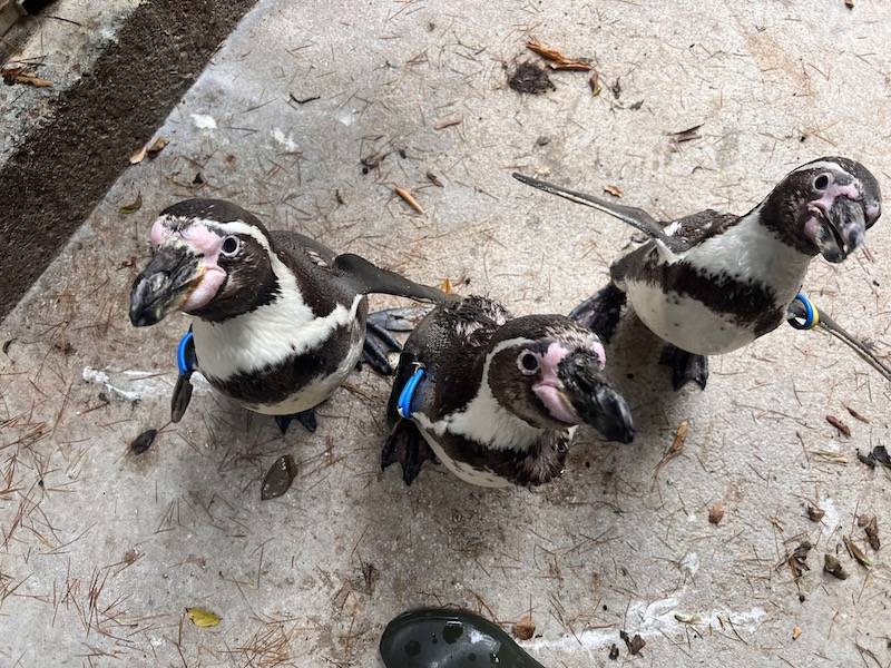 巣穴の近くでエサをもらうフンボルトペンギン