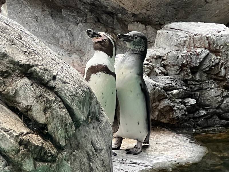 親と同じポーズをとるフンボルトペンギンのヒナ
