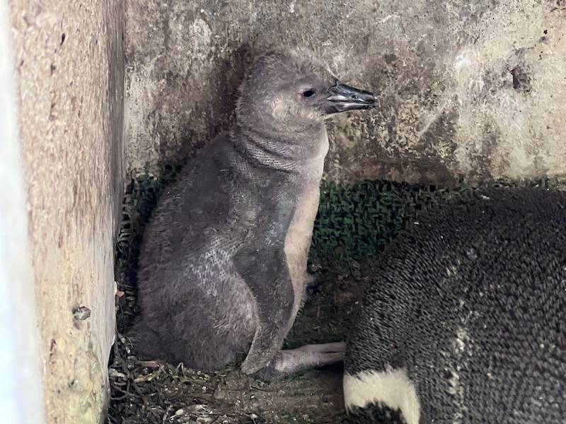 フンボルトペンギン23日齢