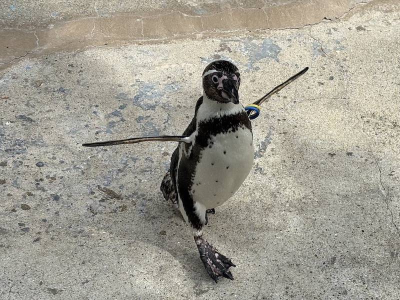 走るフンボルトペンギン