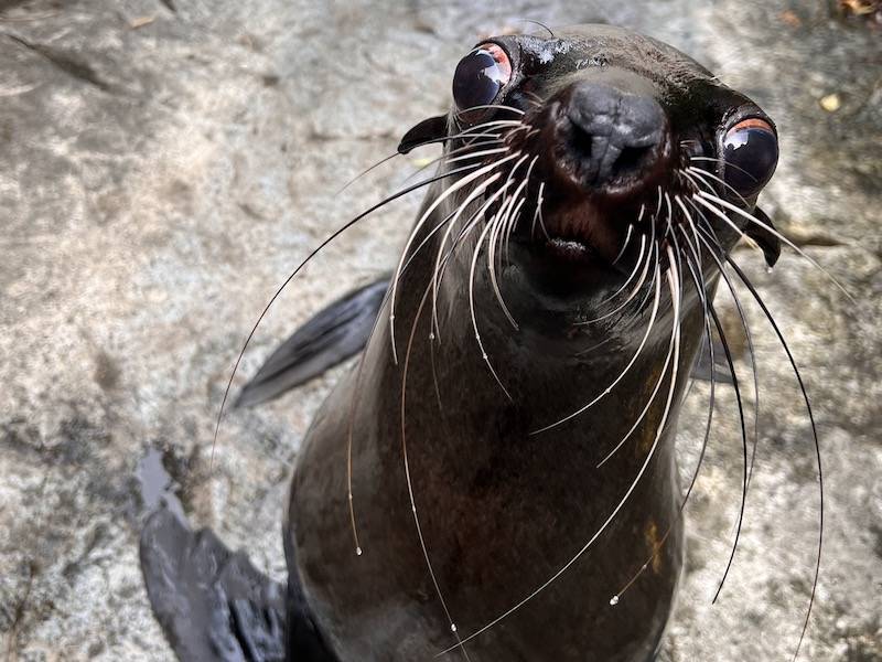 濡れているワン