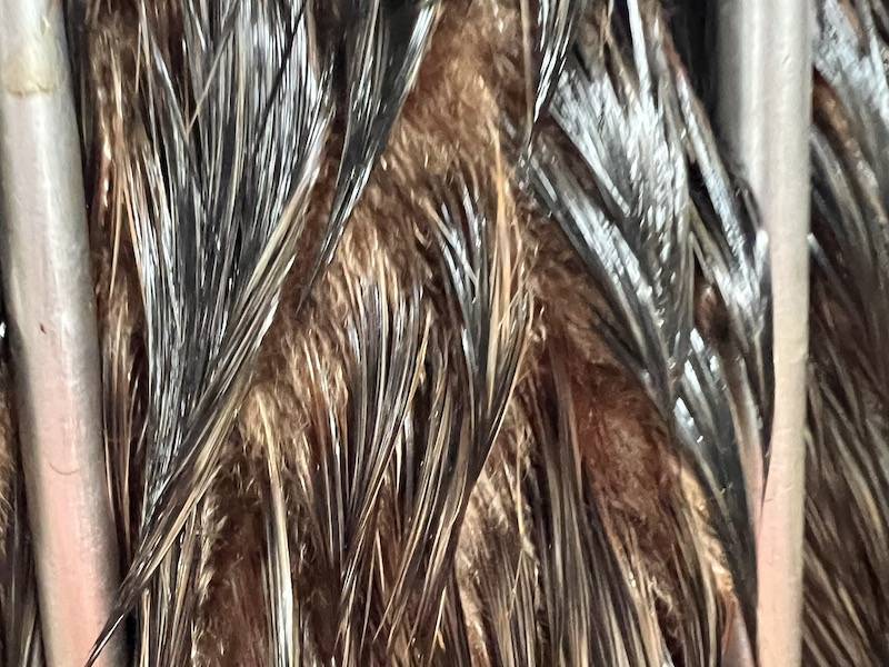 オットセイの毛