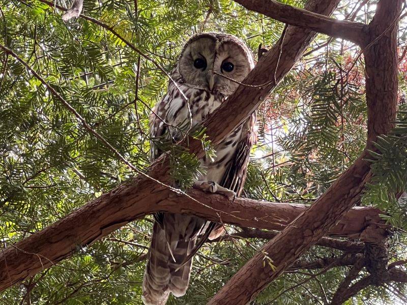 展示場にいるチャッピー