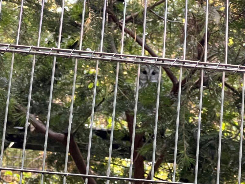 フクロウ展示場その３